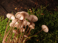 Mycena metata