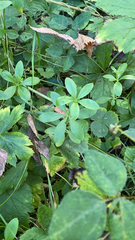 Galium triflorum