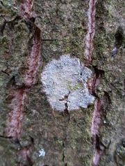 Lecanora carpinea
