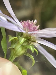 Symphyotrichum retroflexum