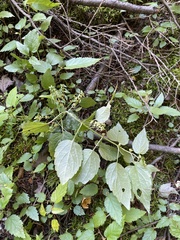 Scutellaria lateriflora