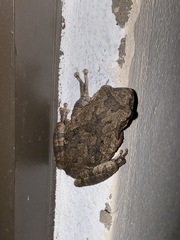 Chiromantis xerampelina