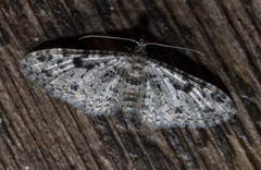 Prorella discoidalis