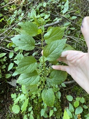 Scutellaria lateriflora