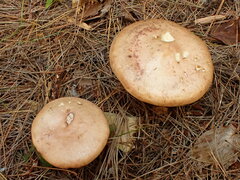 Lactarius vinaceorufescens