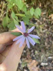 Symphyotrichum retroflexum