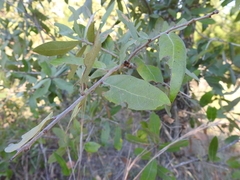 Quercus incana