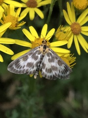 Anania hortulata