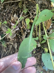 Symphyotrichum retroflexum