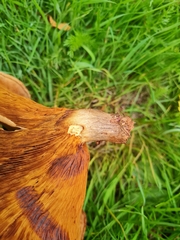 Paxillus ammoniavirescens