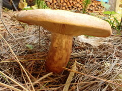 Lactarius vinaceorufescens