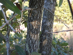 Quercus incana