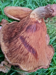 Paxillus ammoniavirescens