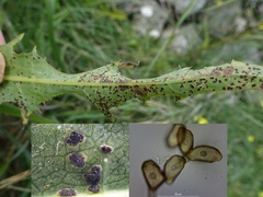 Miyagia pseudosphaeria