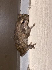 Chiromantis xerampelina