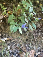 Symphyotrichum retroflexum