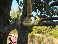 Quercus incana