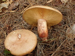 Lactarius vinaceorufescens