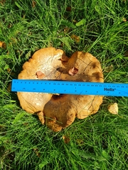 Paxillus ammoniavirescens