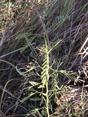 Prosopis glandulosa