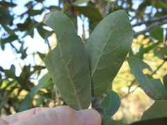 Quercus incana