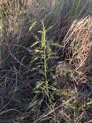 Prosopis glandulosa