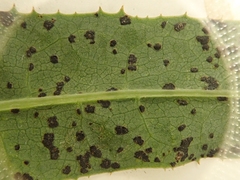 Miyagia pseudosphaeria