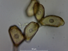 Miyagia pseudosphaeria