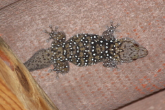 Chondrodactylus bibronii