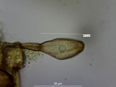 Miyagia pseudosphaeria