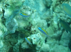 Chromis ovalis