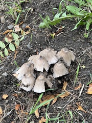 Coprinopsis atramentaria