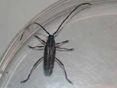 Sphaenothecus bilineatus