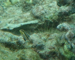 Plagiotremus goslinei