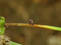 Thecophora