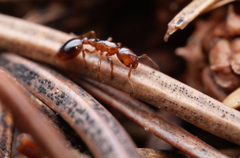 Formicoxenus nitidulus