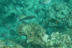 Thalassoma quinquevittatum