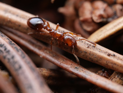Formicoxenus nitidulus