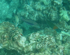 Thalassoma quinquevittatum