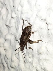 Stictopleurus