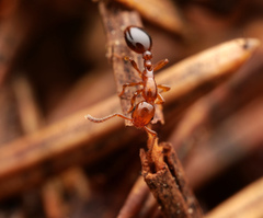 Formicoxenus nitidulus