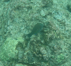 Canthigaster amboinensis
