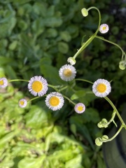 Erigeron quercifolius