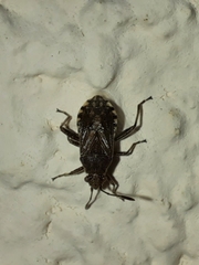 Stictopleurus