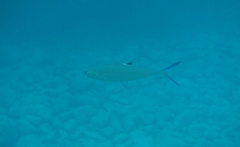 Scomberoides lysan