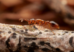 Formicoxenus nitidulus