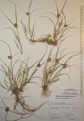 Carex sychnocephala