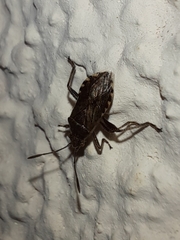Stictopleurus