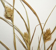 Carex sychnocephala