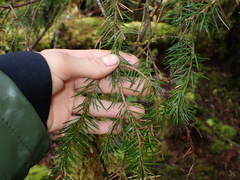 Picea sitchensis